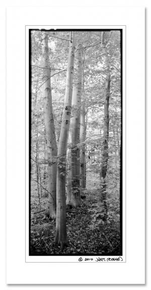 Beech Tree Grove2.jpg